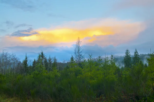 stock image Rainforest Sunset