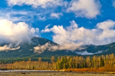 quinault Nehri