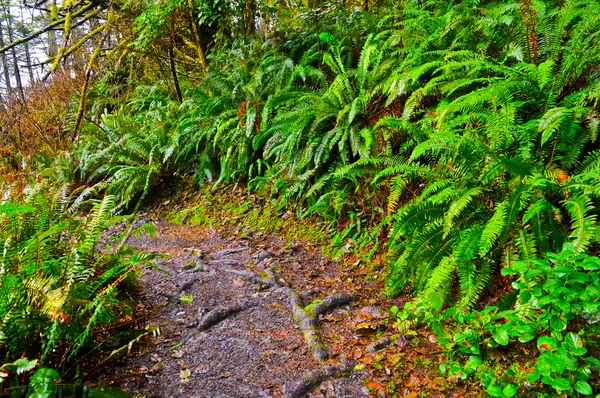 Rainforest Trail — Fotografie, imagine de stoc