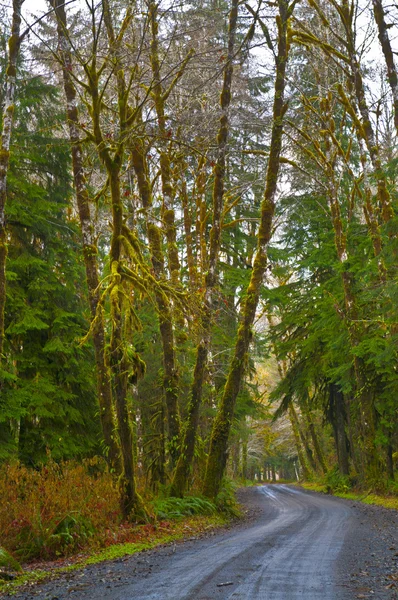Droga przez las deszczowy — Zdjęcie stockowe