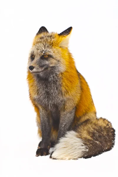 Divoká liška — Stock fotografie