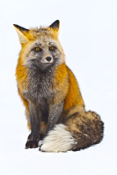 Divoká liška — Stock fotografie