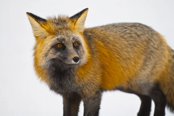 Wild fox — Stockfoto