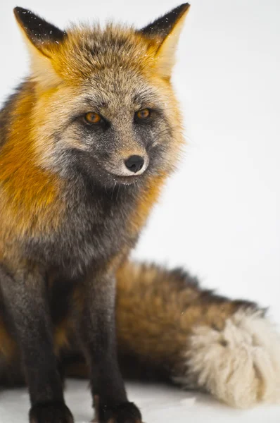 Wild fox — Stockfoto