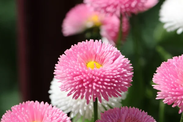 stock image Flower