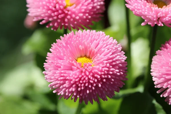 stock image Flower