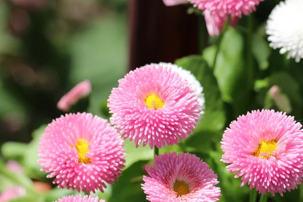 stock image Flower