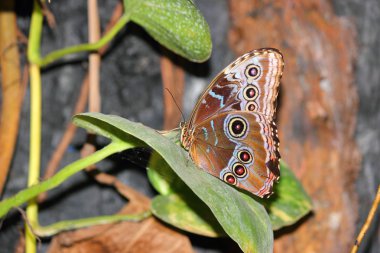 Kelebek