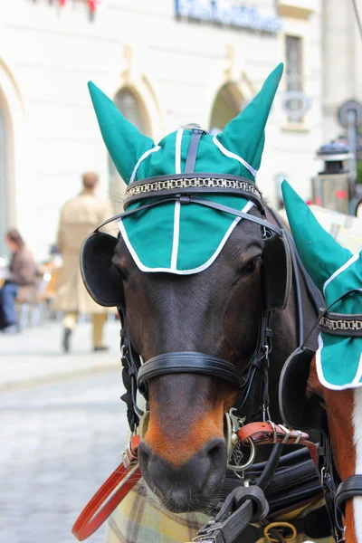 stock image A Horse