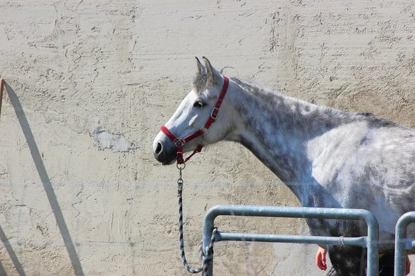En häst — Stockfoto