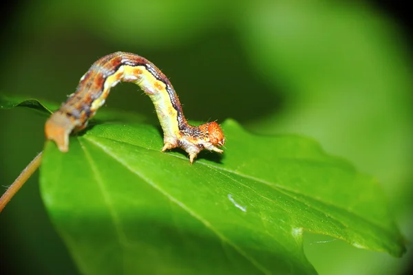 stock image A larva