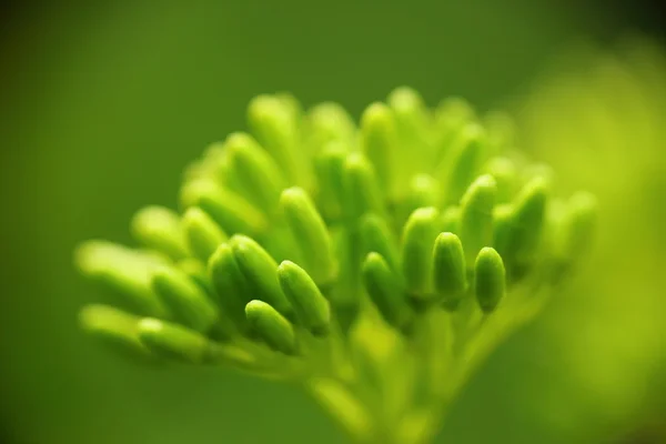 stock image Flower