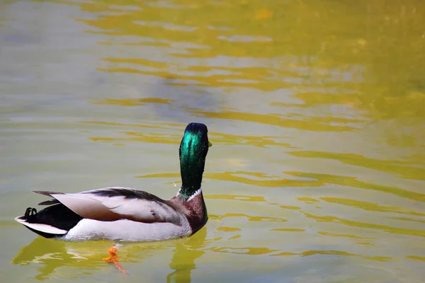 Bir yaban ördeği — Stockfoto