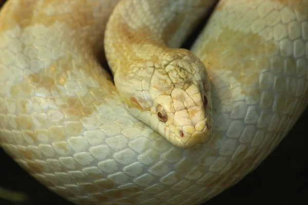 stock image White Snake