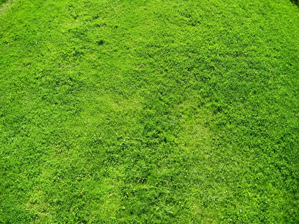 High Resolution Green Grass Background — Stock Photo, Image