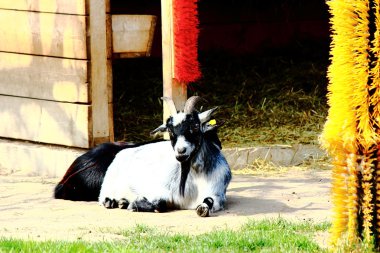 Pygmy goat clipart