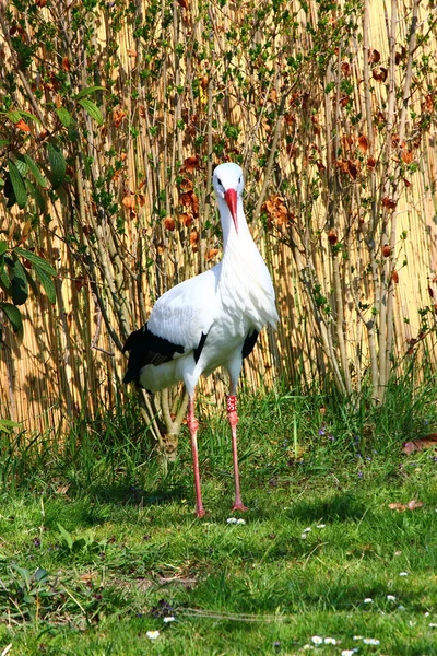 stock image White Stork