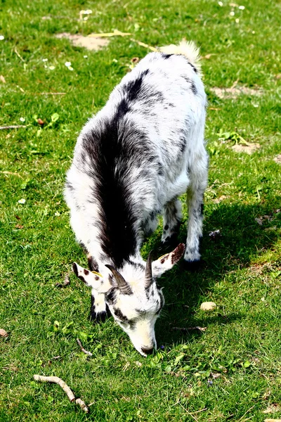 Pygmy goat — Stock Photo, Image