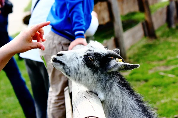 Pygmy goat — Stock Photo, Image