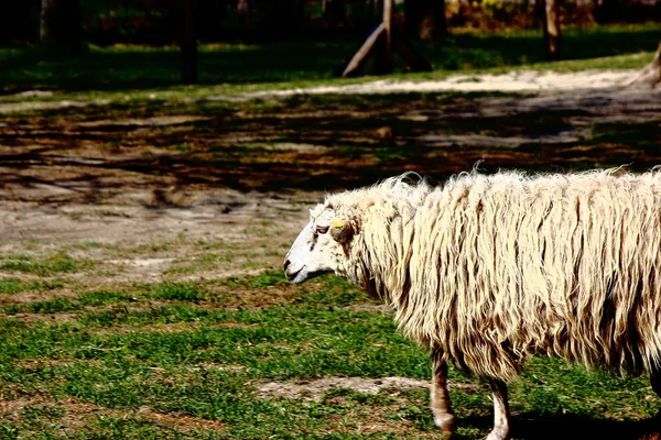 Ein weißes Schaf — Stockfoto