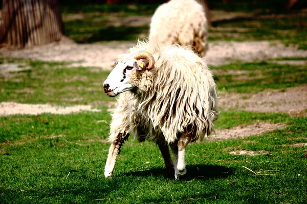 A white sheep — Stock Photo, Image