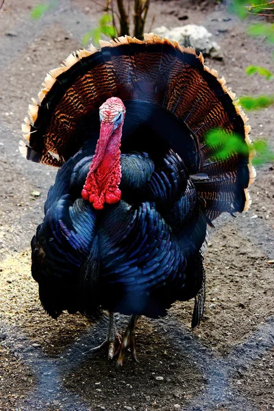 stock image Turkey