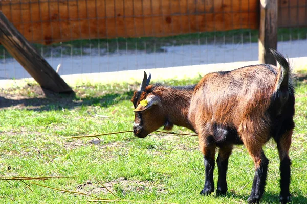 Pygmy κατσίκα Εικόνα Αρχείου