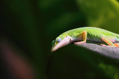 Carolina anole