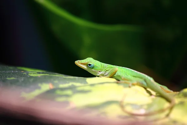 stock image Carolina anole