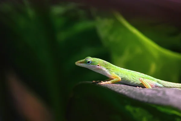 stock image Carolina anole