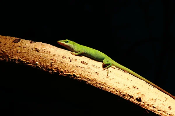 Karolína anole — Stock fotografie