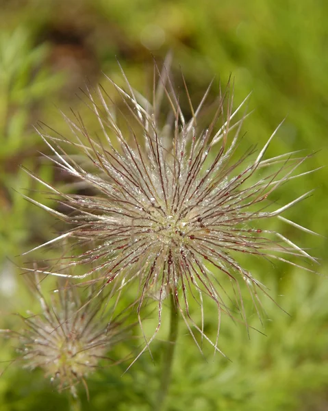 Dikenli bitki pulsatila çiçeği — Stok fotoğraf