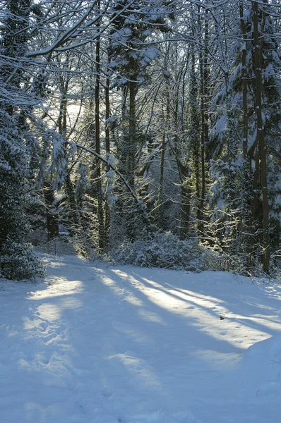 Foresta nella neve e nella luce del sole — Foto Stock