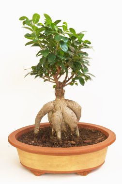 Bonsai bitkisi