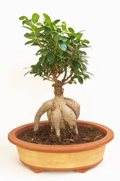 Bonsai planta — Fotografia de Stock