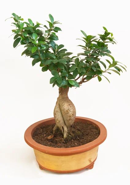 Bonsai planta — Fotografia de Stock