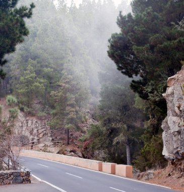 çam ağaçlarıyla çevrili yol