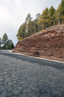 çam ağaçlarıyla çevrili yol