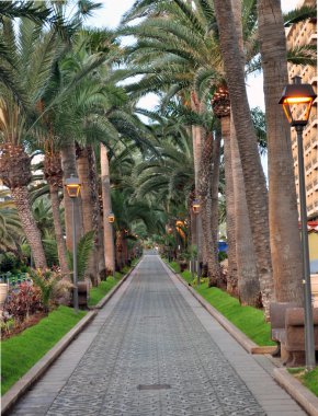 palmiye ağaçları ile yürümek