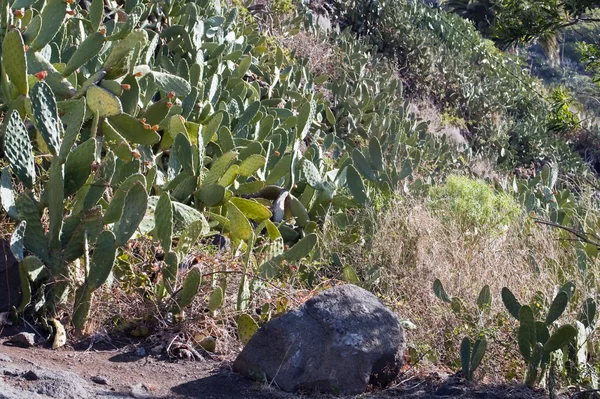Několik kaktusů — Stock fotografie