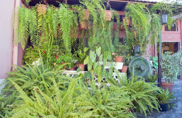 Папороть рослин — стокове фото