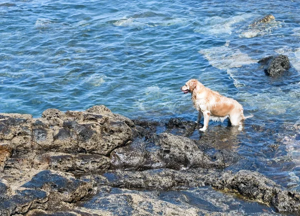 stock image Dog on the rocks