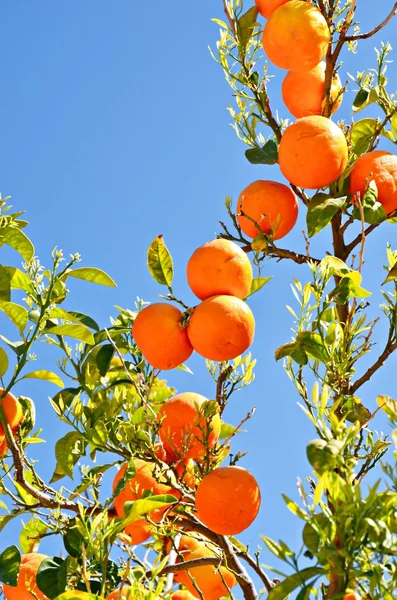 オレンジ色の枝 — ストック写真