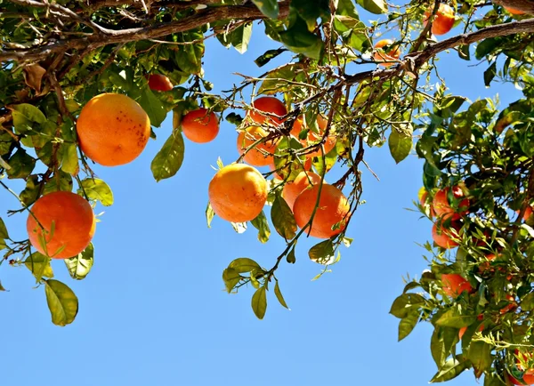 Grener av oransje – stockfoto