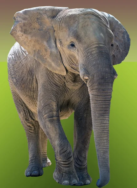 大象 — 图库照片