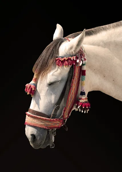 Cavallo bianco a riposo — Foto Stock