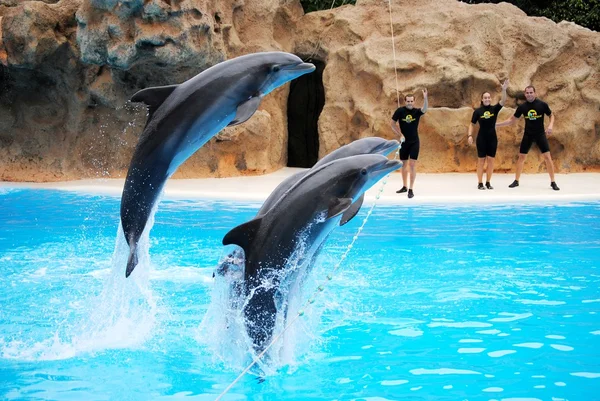 Дельфин играет с — стоковое фото