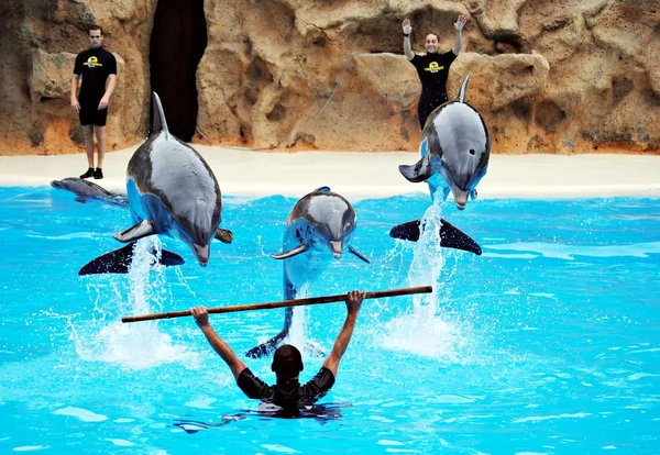 Delfin gry z — Zdjęcie stockowe