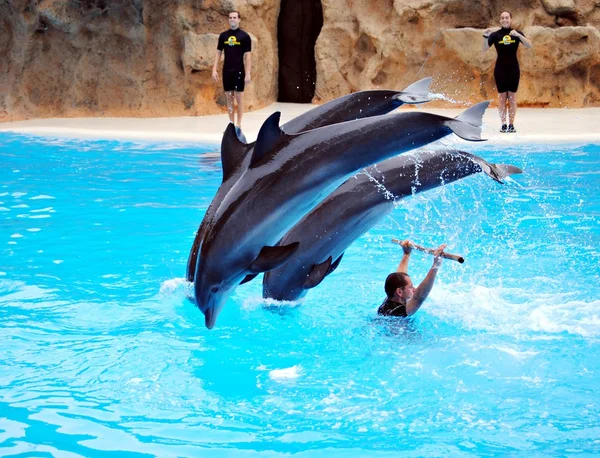Delphin spielt mit — Stockfoto