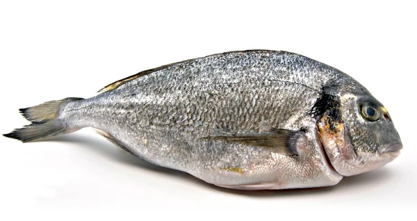 Peixe cru chamado dourado — Fotografia de Stock